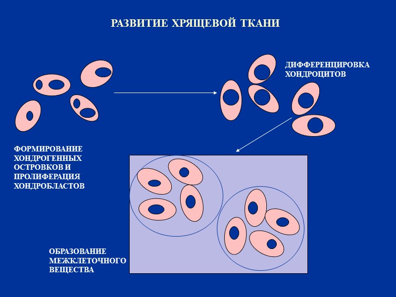 РАЗВИТИЕ ХРЯЩЕВОЙ ТКАНИ ФОРМИРОВАНИЕ  ХОНДРОГЕННЫХ  ОСТРОВКОВ И  ПРОЛИФЕРАЦИЯ  ХОНДРОБЛАСТОВ ДИФФЕРЕНЦИРОВКА